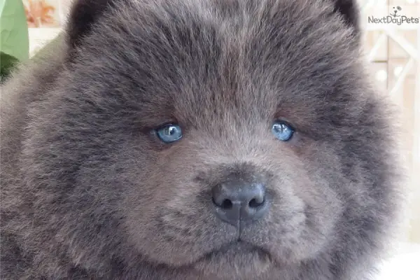gray chow chow puppy