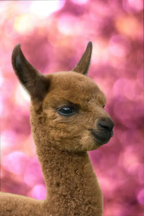 10 amazing things you should know about alpacas 10