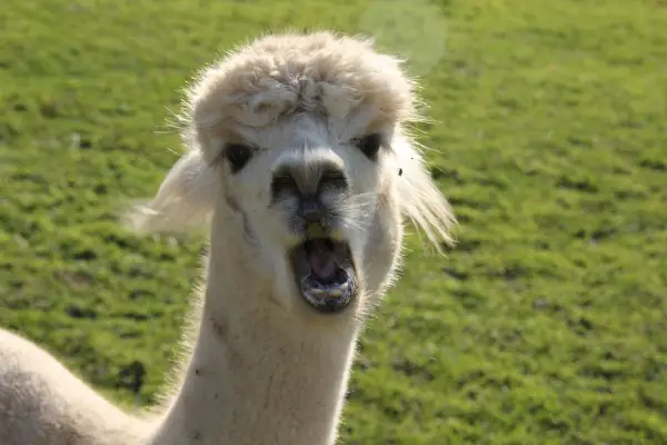 10 amazing things you should know about alpacas 11