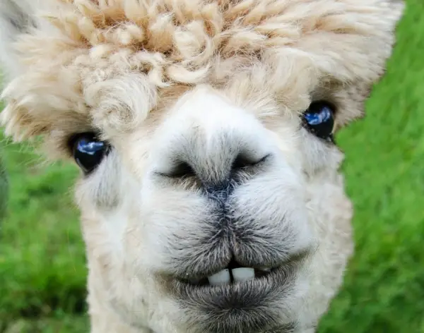 10 amazing things you should know about alpacas 2