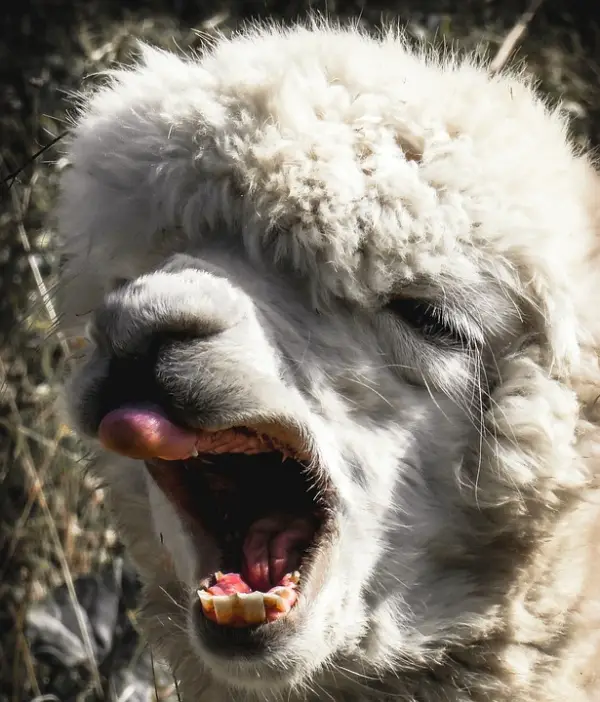 10 amazing things you should know about alpacas 3