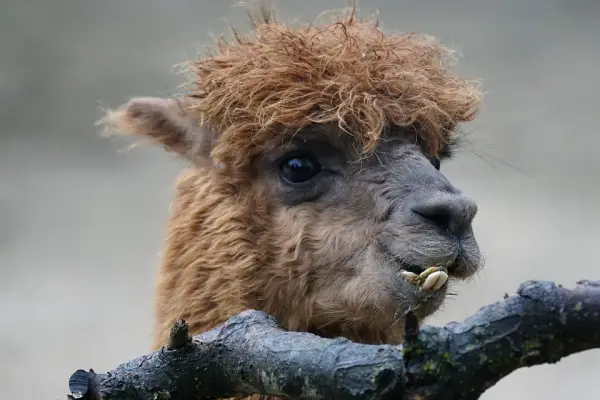 10 amazing things you should know about alpacas 4