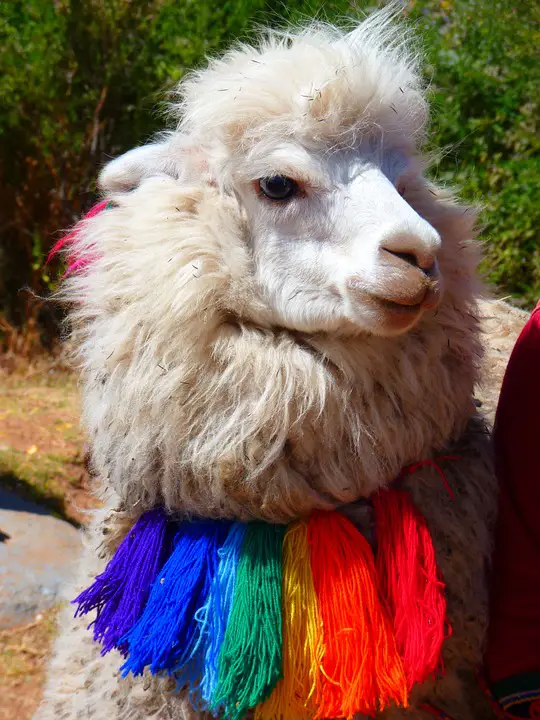 10 amazing things you should know about alpacas 5
