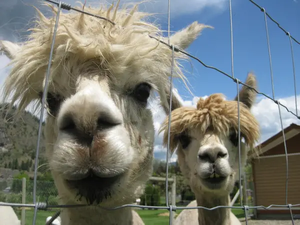 10 amazing things you should know about alpacas 7