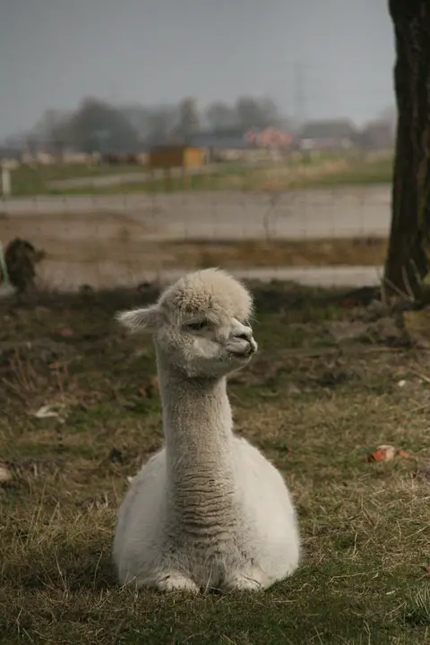 10 amazing things you should know about alpacas 8