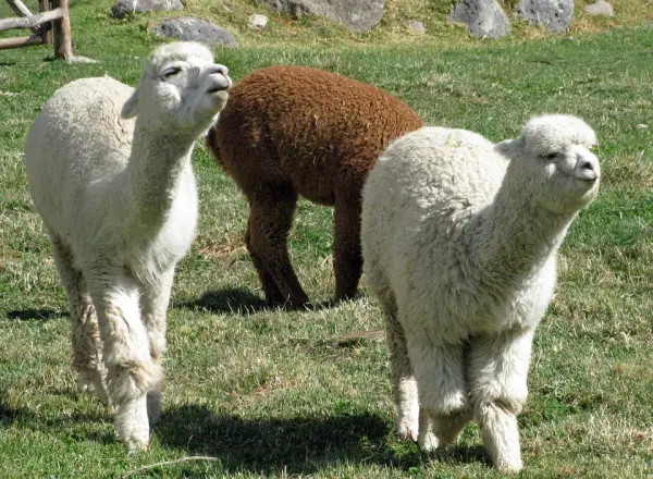 10 amazing things you should know about alpacas 9