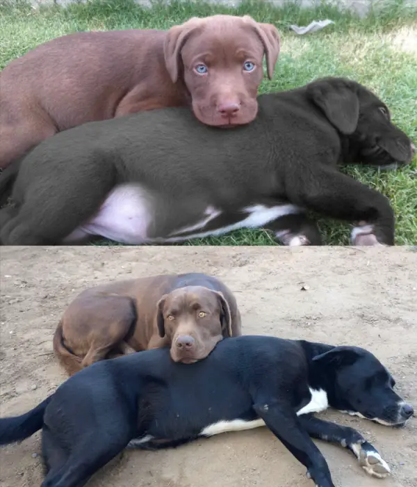 11 adorable pics of dogs growing up 11