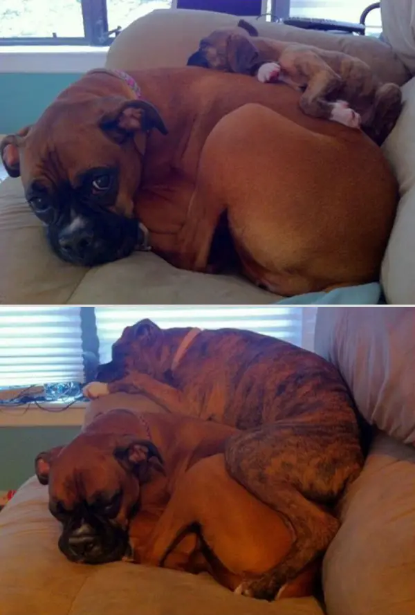11 adorable pics of dogs growing up 8