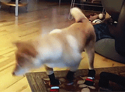 11 animals testing their new shoes 1