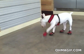 11 animals testing their new shoes 4
