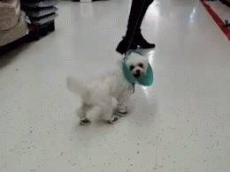 11 animals testing their new shoes 6