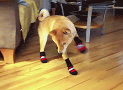 11 animals testing their new shoes 7