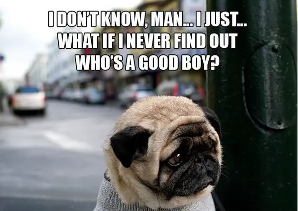 11 introspective and tottaly adorable pugs 1