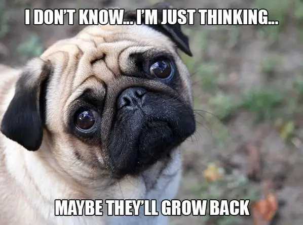 11 introspective and tottaly adorable pugs 10