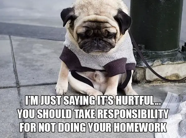 11 introspective and tottaly adorable pugs 11