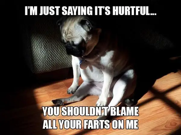 11 introspective and tottaly adorable pugs 3