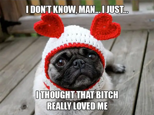 11 introspective and tottaly adorable pugs 4