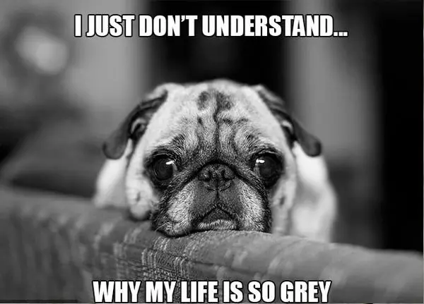 11 introspective and tottaly adorable pugs 5