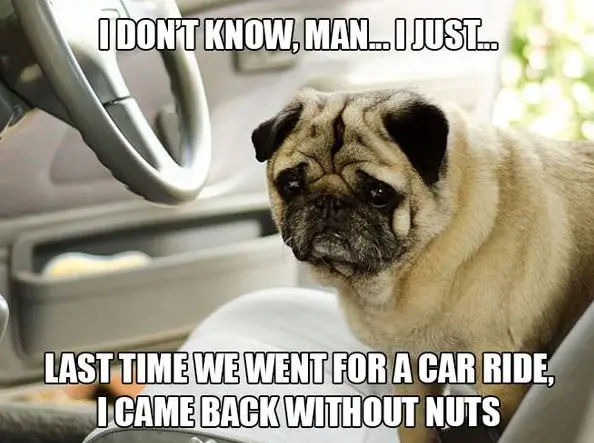11 introspective and tottaly adorable pugs 6