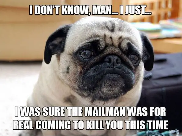 11 introspective and tottaly adorable pugs 7