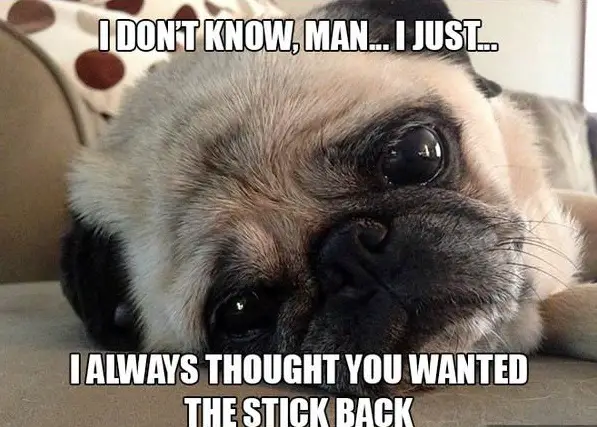 11 introspective and tottaly adorable pugs 8