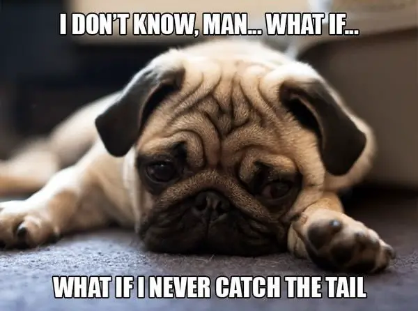 11 introspective and tottaly adorable pugs 9