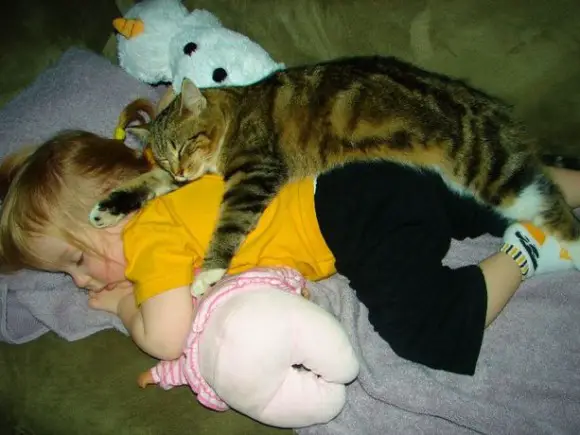 12 cats that really love their humans 1