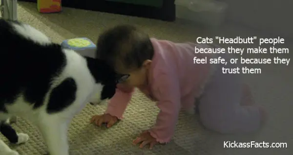 12 cats that really love their humans 10