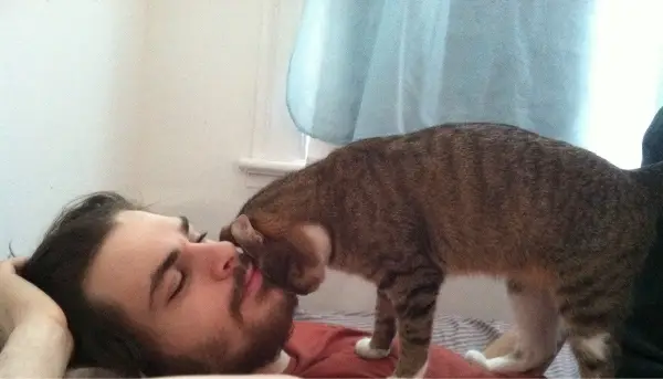 12 cats that really love their humans 9