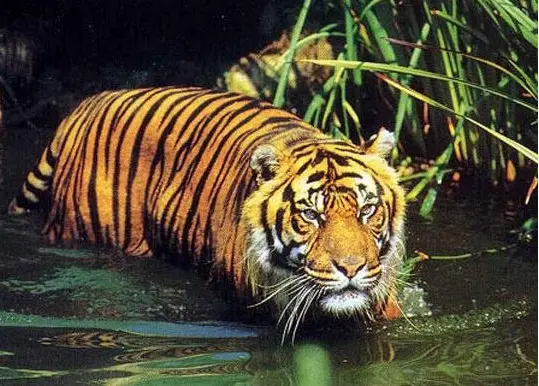 12 largely unknown facts about tigers 12