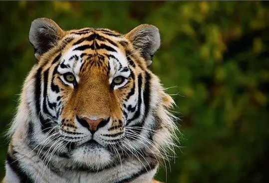 12 largely unknown facts about tigers 5