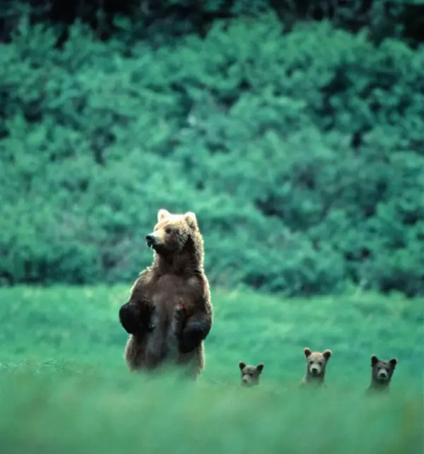 12 most adorable moments of animal families 1