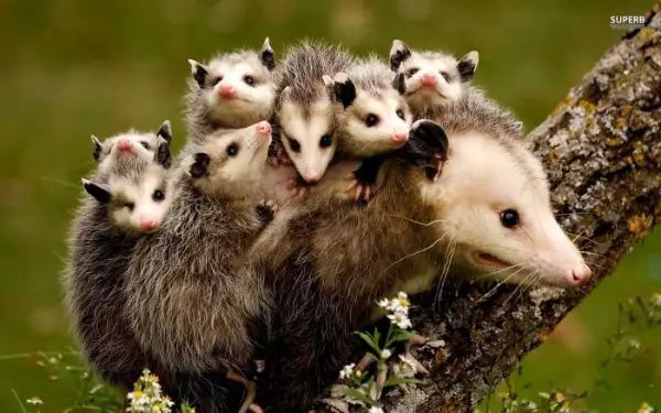12 most adorable moments of animal families 5