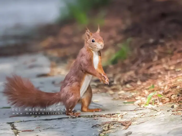 12 photos of fast and cheerful squirrel sue 1