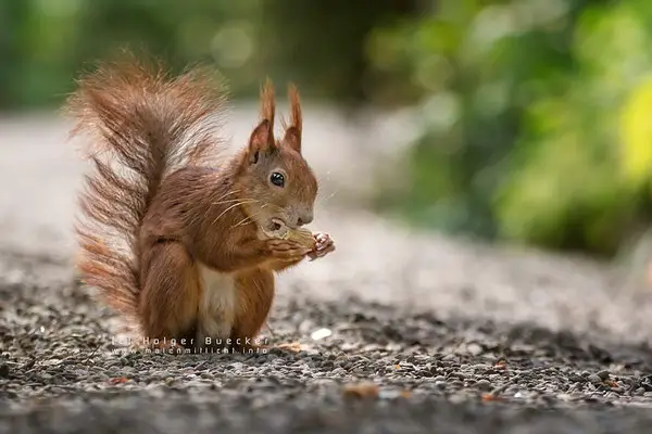 12 photos of fast and cheerful squirrel sue 3