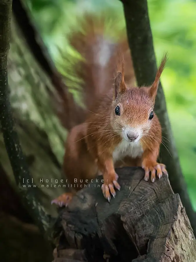 12 photos of fast and cheerful squirrel sue 4