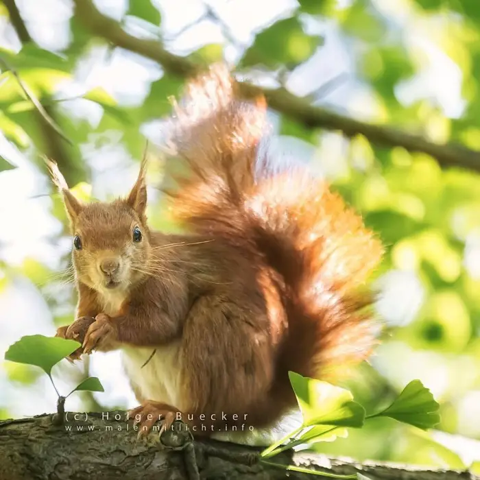 12 photos of fast and cheerful squirrel sue 6