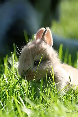 13 little beasts that will cute you out 3