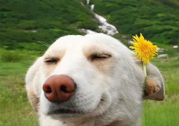 13 pets that are absolutely enjoying this moment 1 1