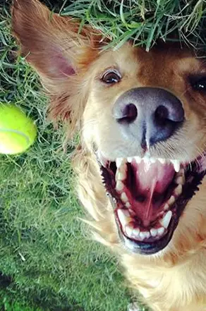 13 pets that are absolutely enjoying this moment 1 10