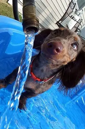 13 pets that are absolutely enjoying this moment 1 11
