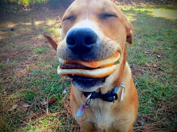 13 pets that are absolutely enjoying this moment 1 5