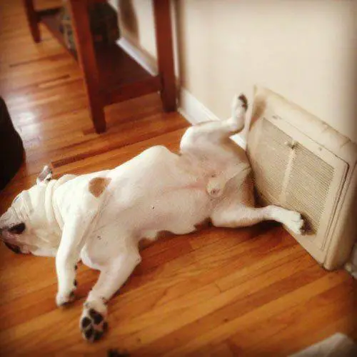 14 animals that just cant handle heat 7