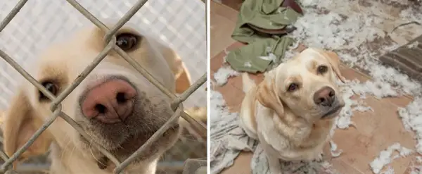 14 before and after pictures that will melt your hearth adopt dont shop 1