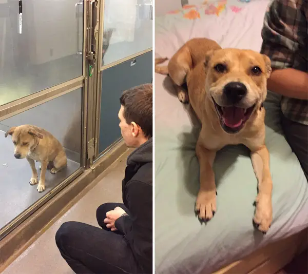 14 before and after pictures that will melt your hearth adopt dont shop 13