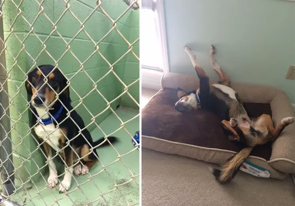 14 before and after pictures that will melt your hearth adopt dont shop 8