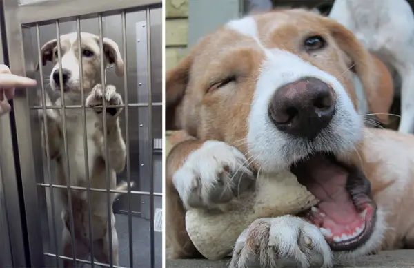 14 before and after pictures that will melt your hearth adopt dont shop 9