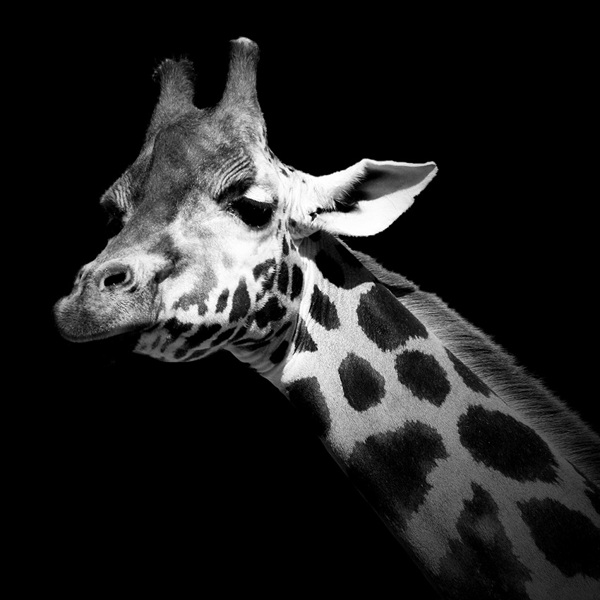 14 breathtaking black and white animal photos 2