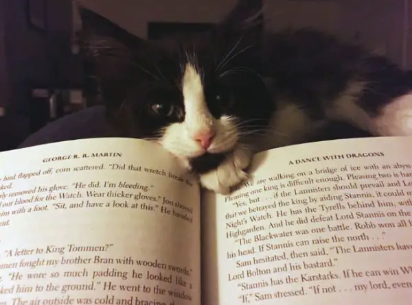 14 cats that are sure your attention is misplaced 1