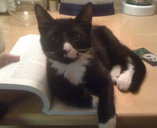 14 cats that are sure your attention is misplaced 13